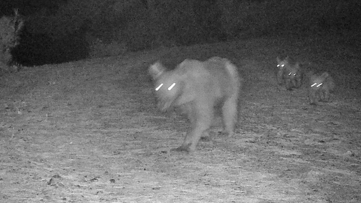 Bozayı ile üç yavrusu görüntülendi