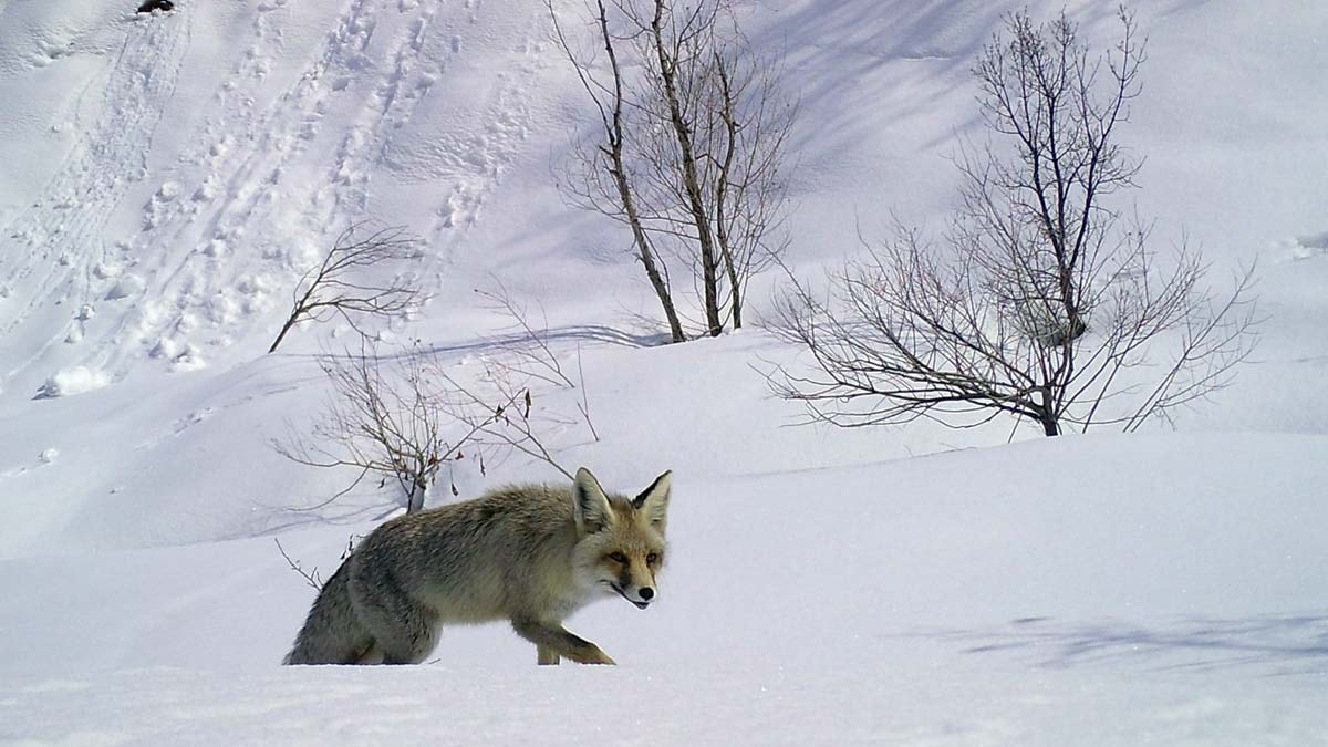 Aşırı yemlenen yaban hayvanlarında 'evcilleşme' tehlikesi