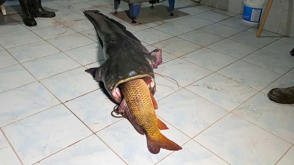 Meriç Nehri'nde iki metre, 70 kilo yayın yakaladılar