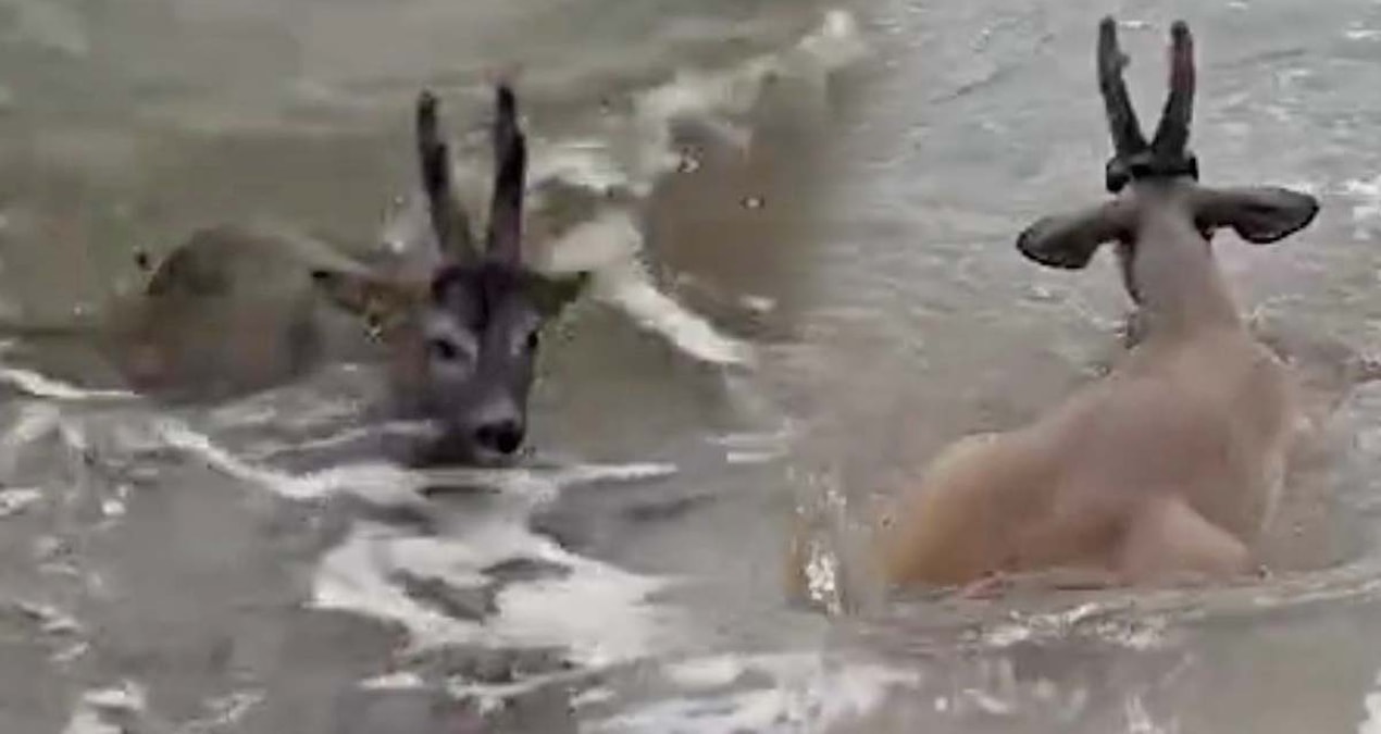 Denize düşen karaca kurtarıldı Sözcü