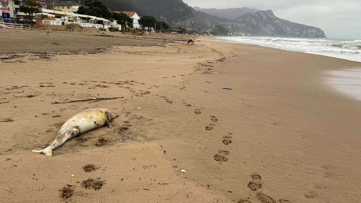 Bartın'da ölü yunus kıyıya vurdu
