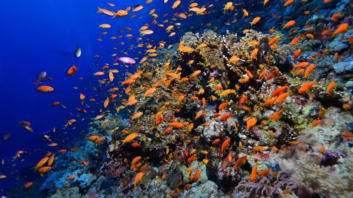 Kızıldeniz'in derinliklerinde yaşayan balıklar görüntülendi