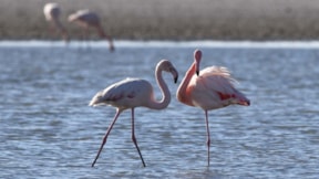 Van Gölü'nde flamingolar göç etmedi: Nedeni iklim değişikliği