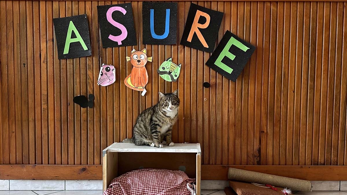 Köy okulunun maskotu: Aşure