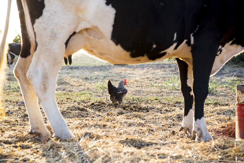 Ocakta süt, yumurta ve tavuk eti üretimi arttı