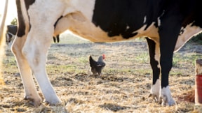 Aralıkta süt ve yumurta üretimi arttı, tavuk eti üretimi azaldı