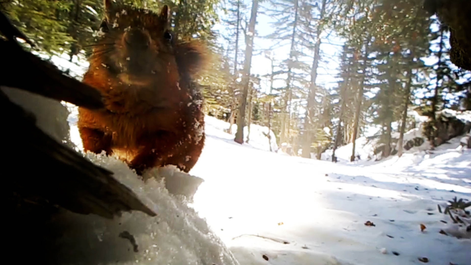 Fotokapana iştahlı sincap yansıdı