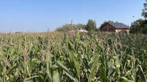Avrupalı çiftçiler Ukrayna ürünlerine sınırlama istiyor