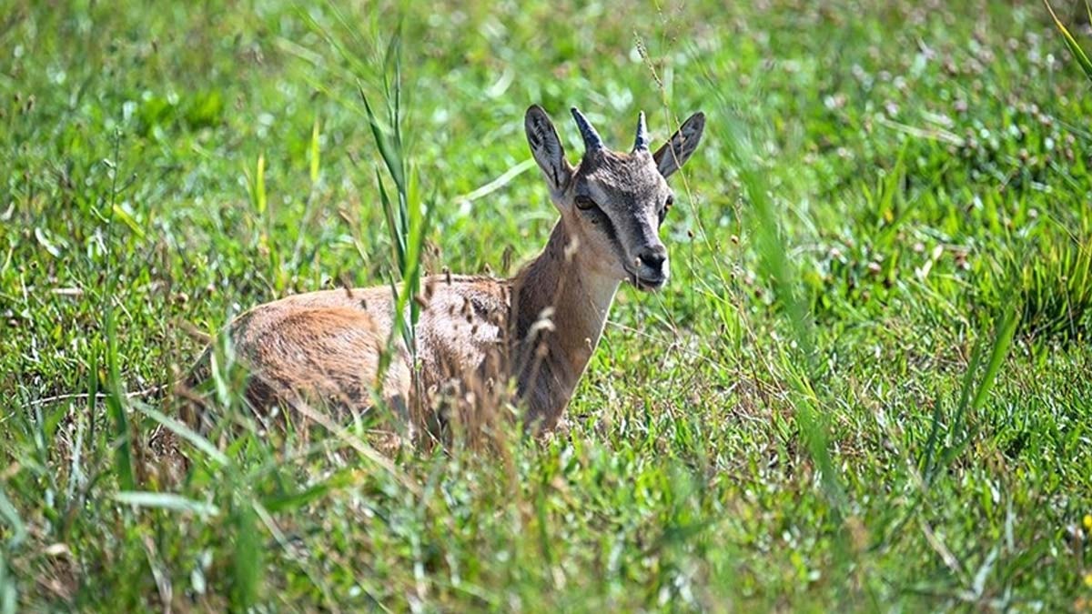 Van'da 500'e yakın yaban hayvanı tedavi edildi
