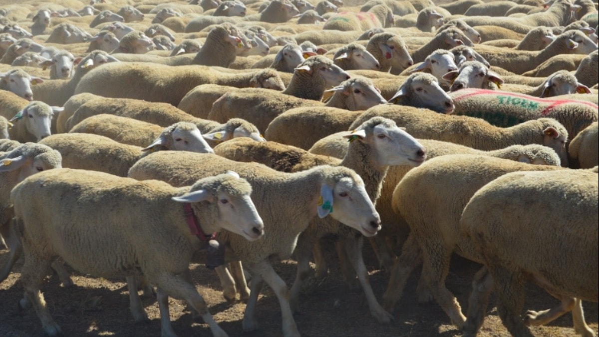 Anadolu Tarım İşletmesinde gelecek yıl yaklaşık 2 bin 500 kuzu doğumu bekleniyor