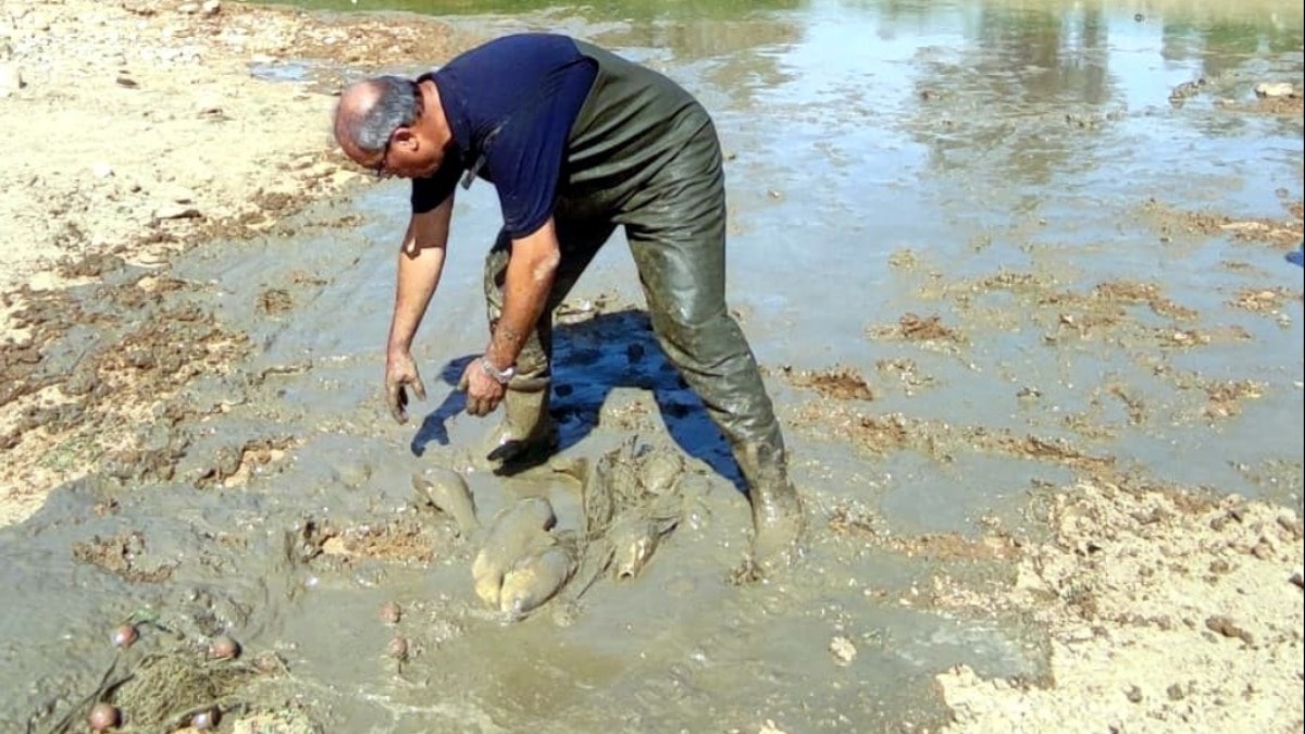 Bodrum’da kuruyan göletteki balıkları muhtarı dikkati kurtardı