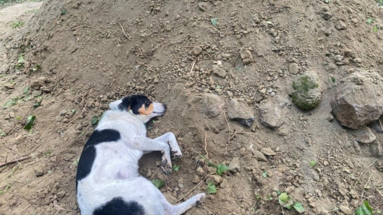 Teo, trafik kazasında hayatını kaybeden sahibini mezarından ayrılmadı