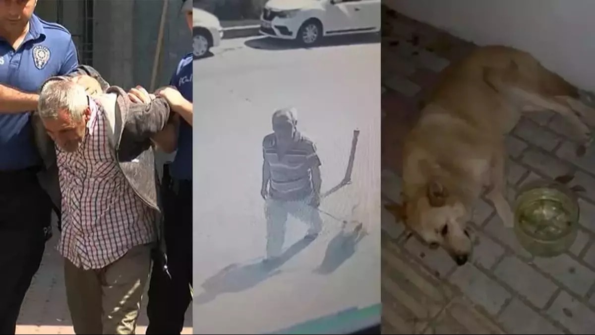 Köpek istismarcısına Hayvanları Koruma Günü'nde tahliye