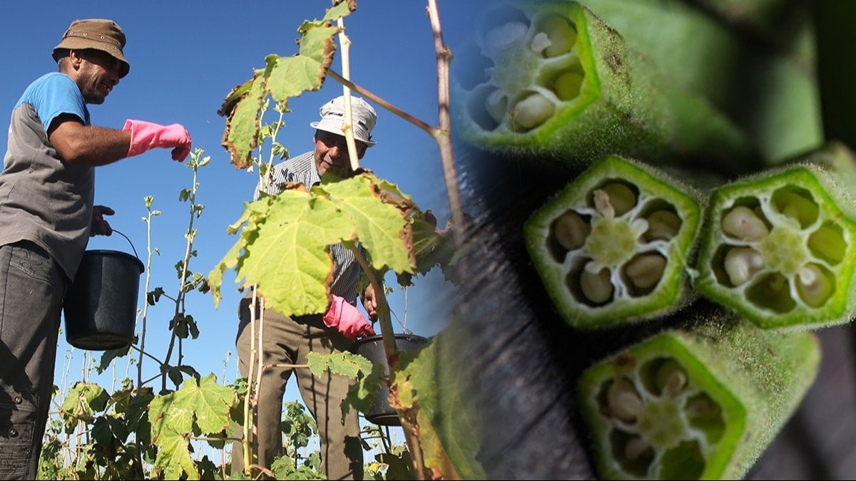 Popülerliği arttı, hasat devam ediyor! Sıkıp suyunu içiyorlar...