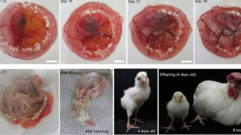 Japonlar bunu da yaptı... Yumurta kabuğu olmadan civciv yetiştirdi