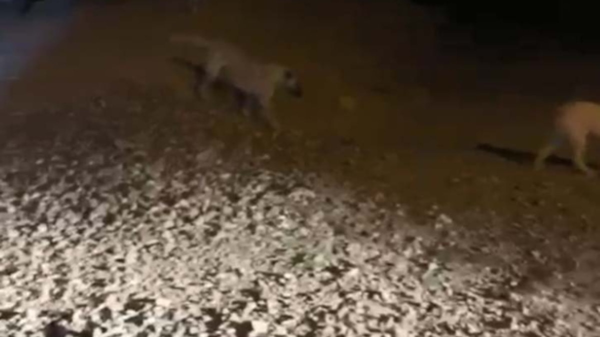 AKP’li Elazığ Belediyesi köpek katliamı mı yapacaktı?