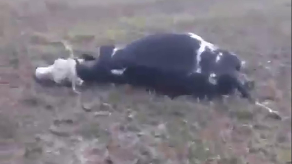 Hayvanları otlatan çoban şoke oldu: Yıldırım hayvanı canından etti