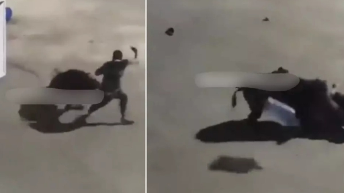 İstanbul'da domuz saldırısı