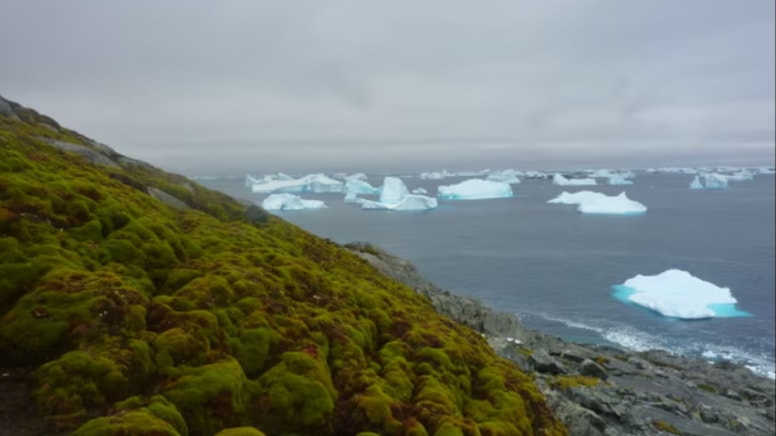 Uydu görüntüleri bilim insanlarını şoke etti! Bembeyaz buzullar yeşeriyor...