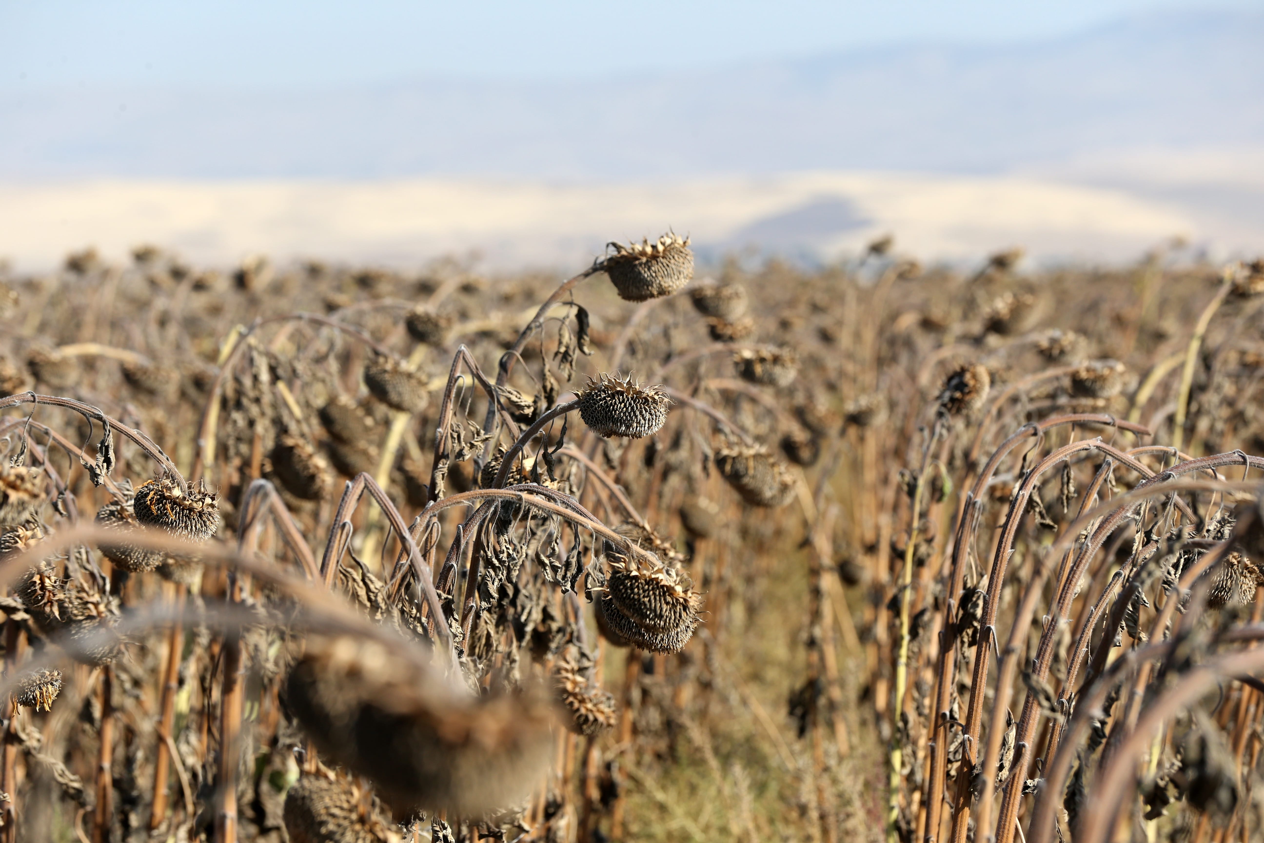 Ayçiçeğinde hasat zamanı: 'Çiftçi gülerse memleket güler'