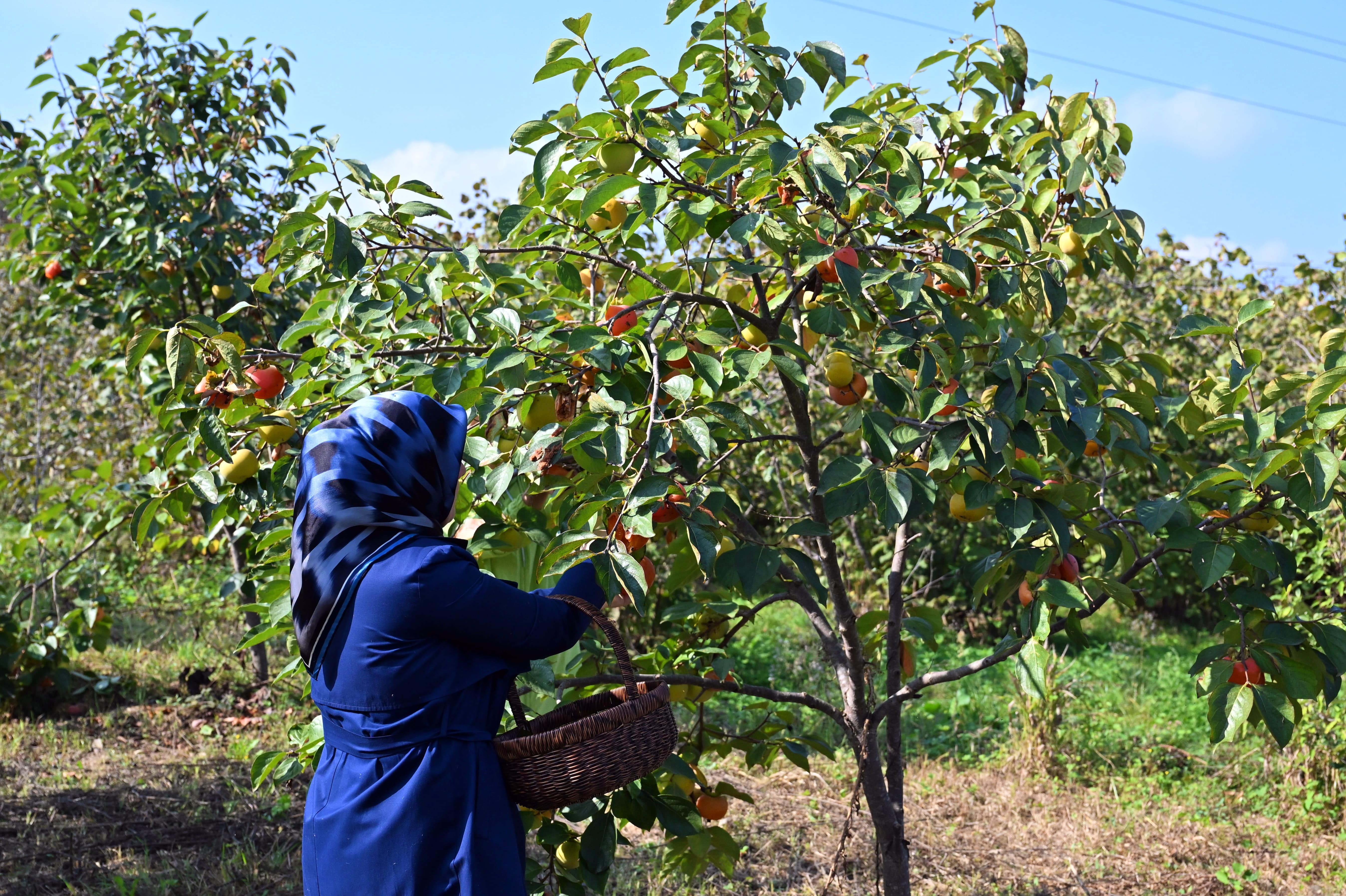 Şifa deposu meyvenin hasadı başladı: Yaşı 50 TL'den kurusu 500 TL'den satılıyor