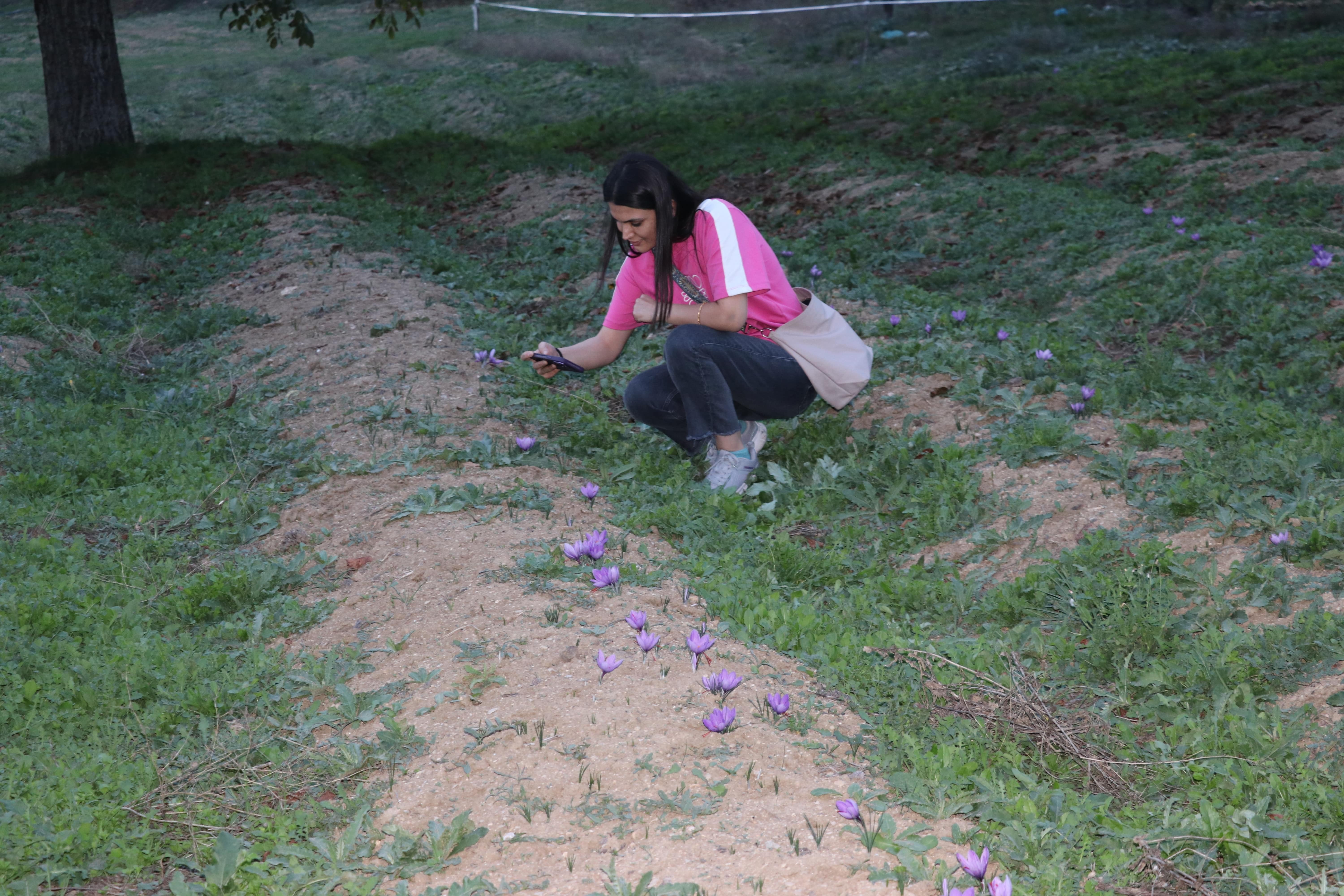 Fiyatı altınla yarışıyor tarlalarını görmek için akın akın geliyorlar: Bu sene 45 kilo hasat bekleniyor