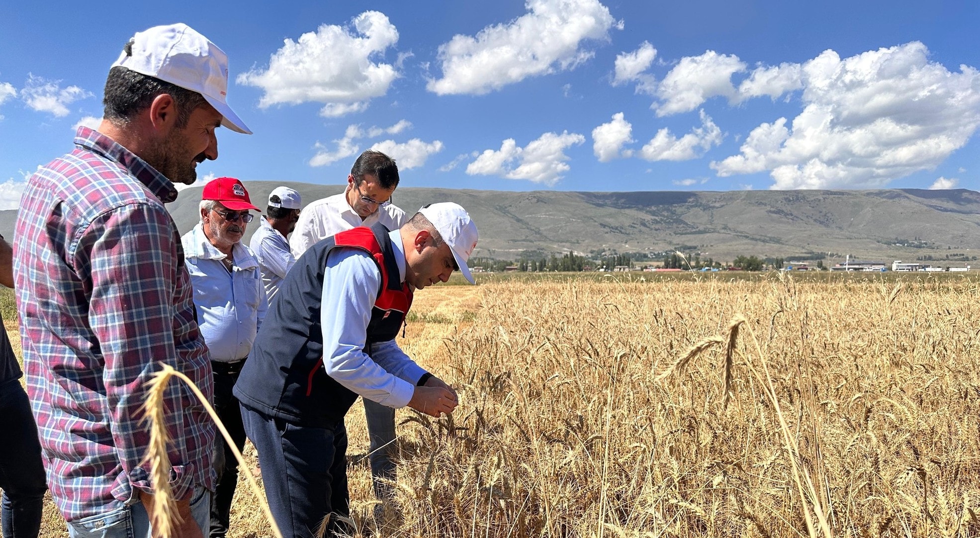 Her yerde çakılırken Erzurum'da yükseldi: Çiftçinin yüzünü güldüren hasat