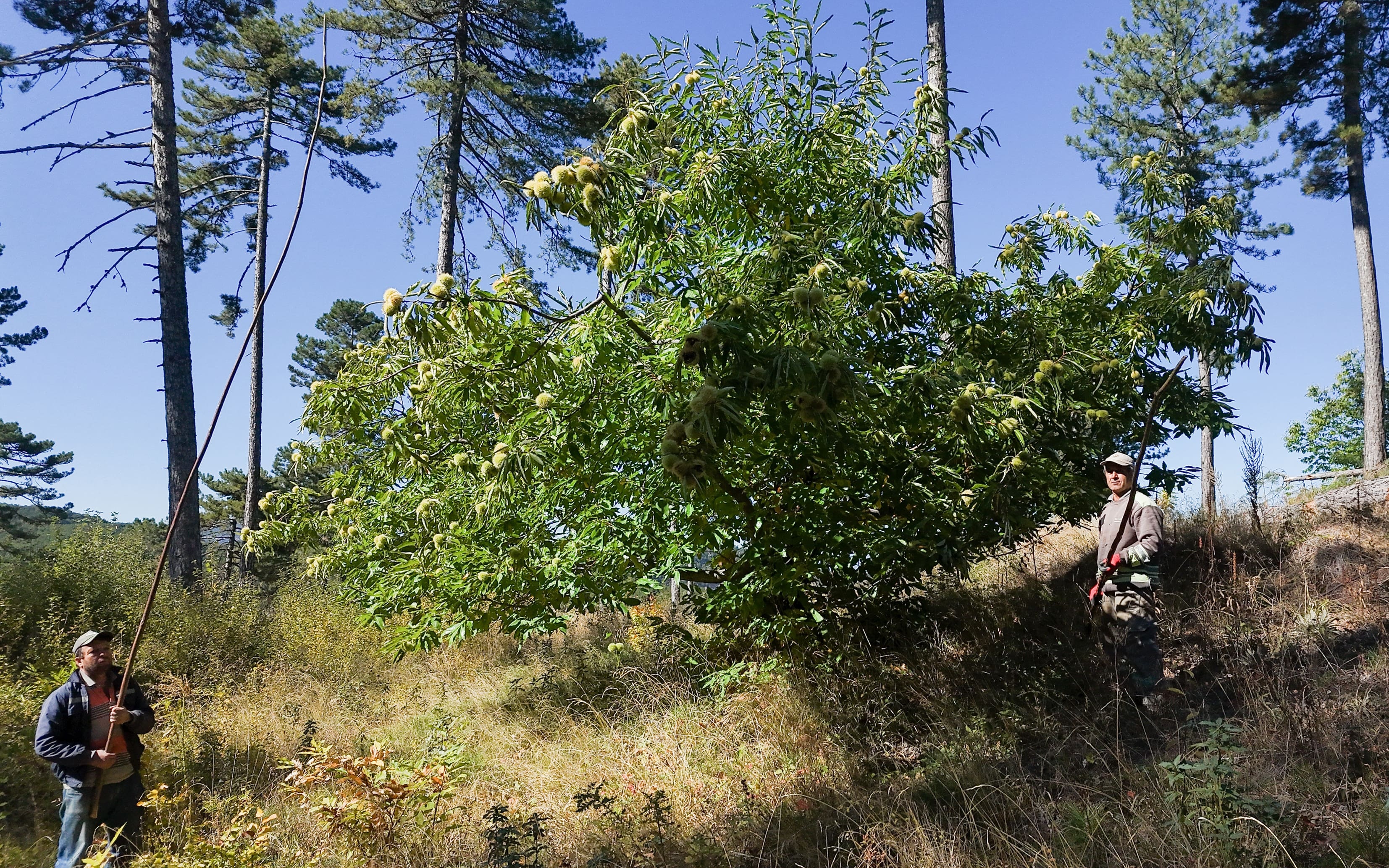 80 bin ağaçtan hasat ediliyor! Kilosu 200 TL'den satılıyor: Kalbi saat gibi çalıştırıyor