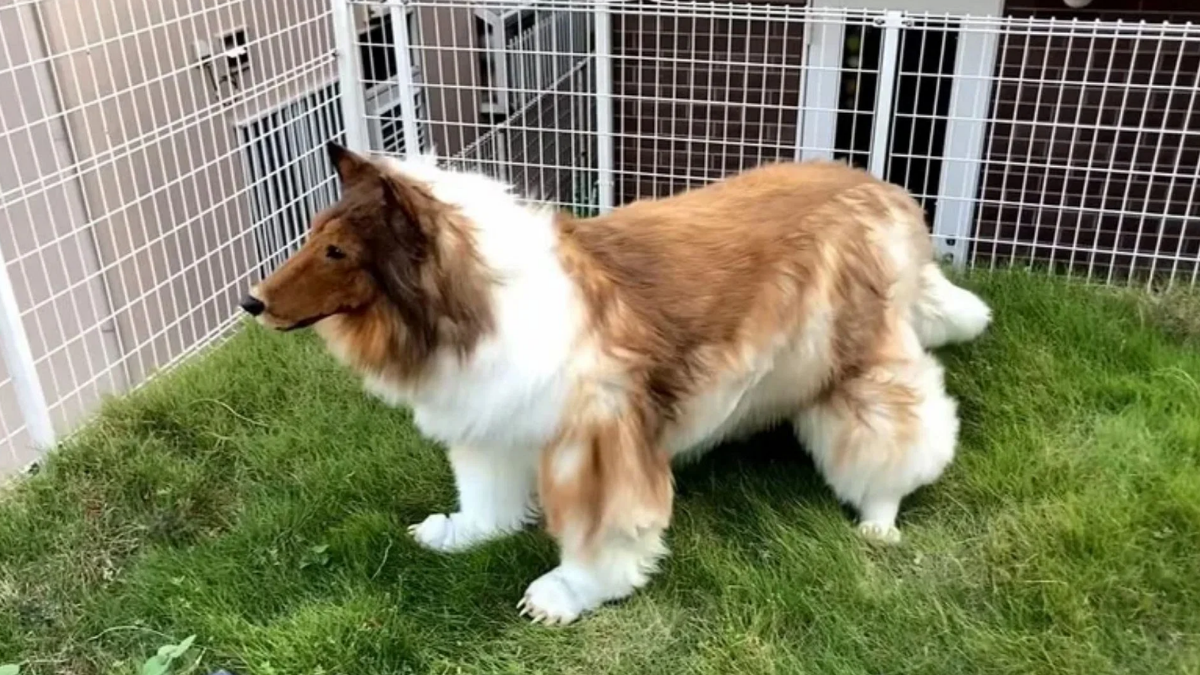 Dört ayaklı olabilmek için servet harcadı