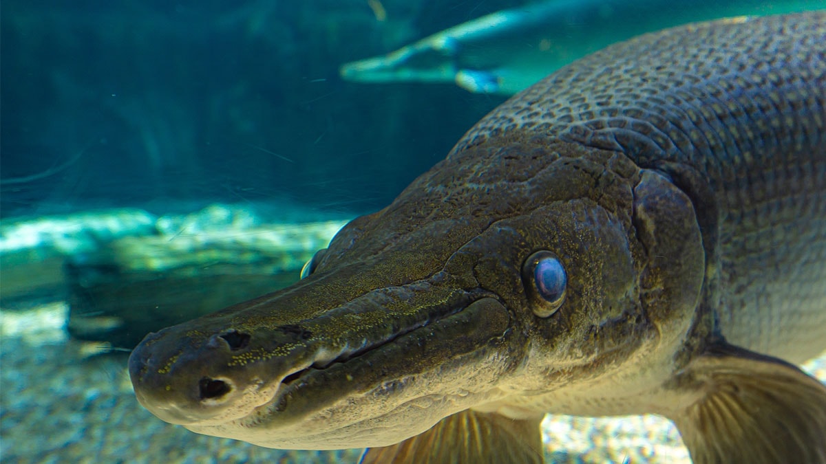 100 milyon yıldır değişmiyor: 'Gerçek bir tarih öncesi canavar'