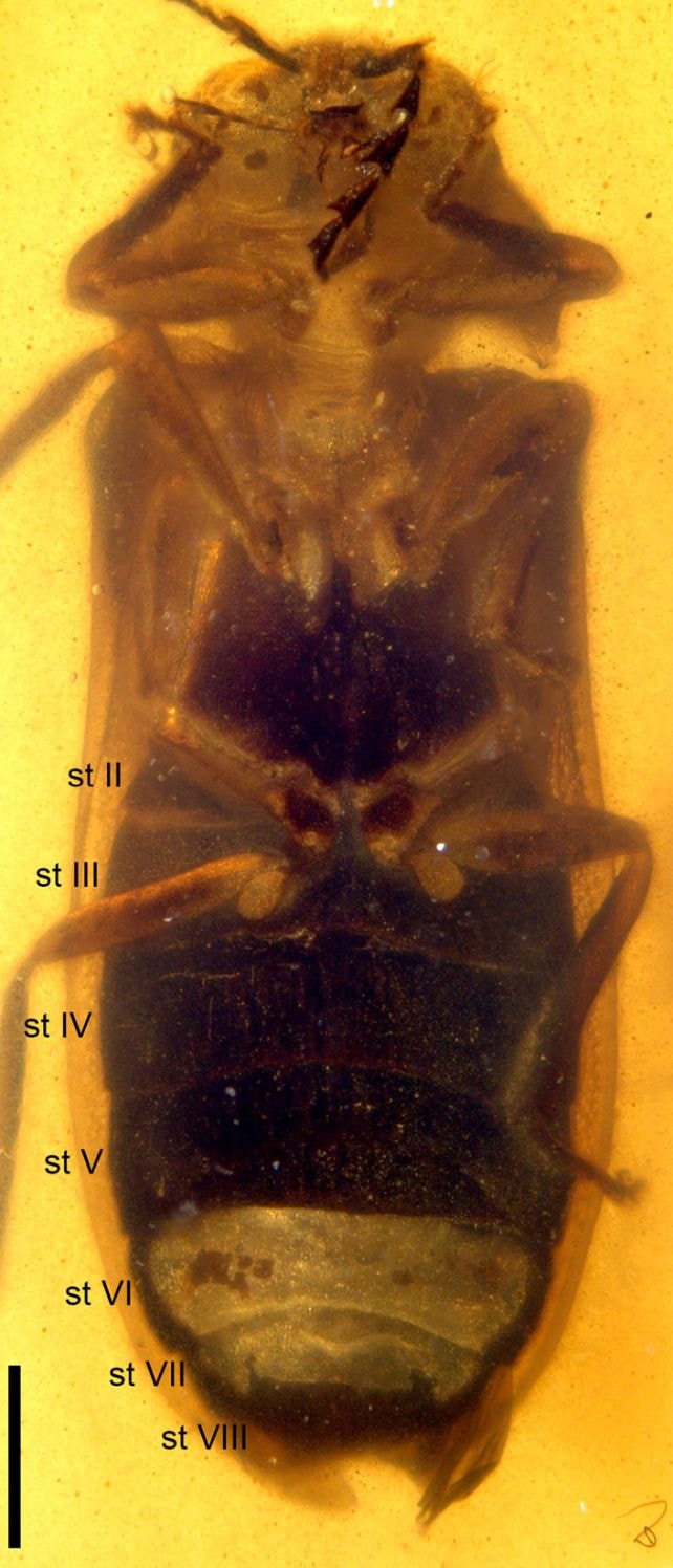 99-Million-Year-Old Firefly Fossil Discovered in Amber: Revolutionary Insights into Bioluminescence Evolution