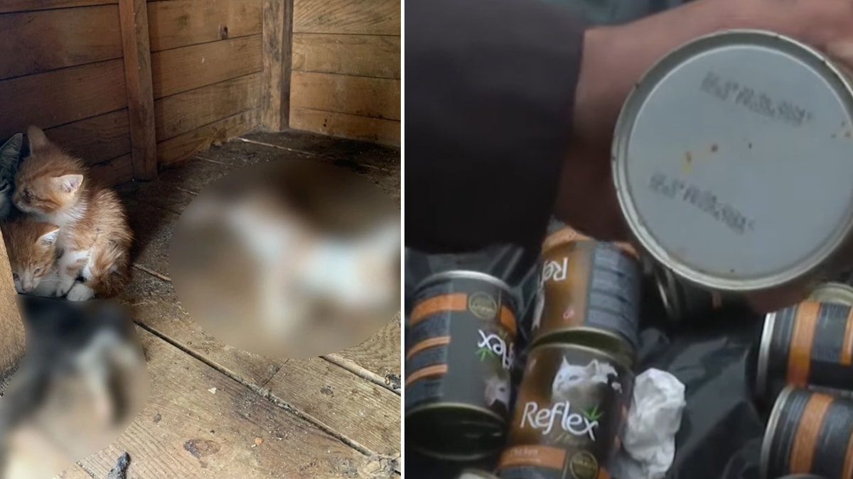 Gebze'den sonra sıra Ümraniye'de mi? Ölü kediler ve tarihi geçmiş mamalar bulundu