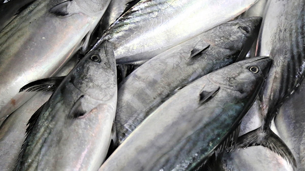 En sağlıksız balık seçildi: Leşle besleniyor, içi parazit dolu!