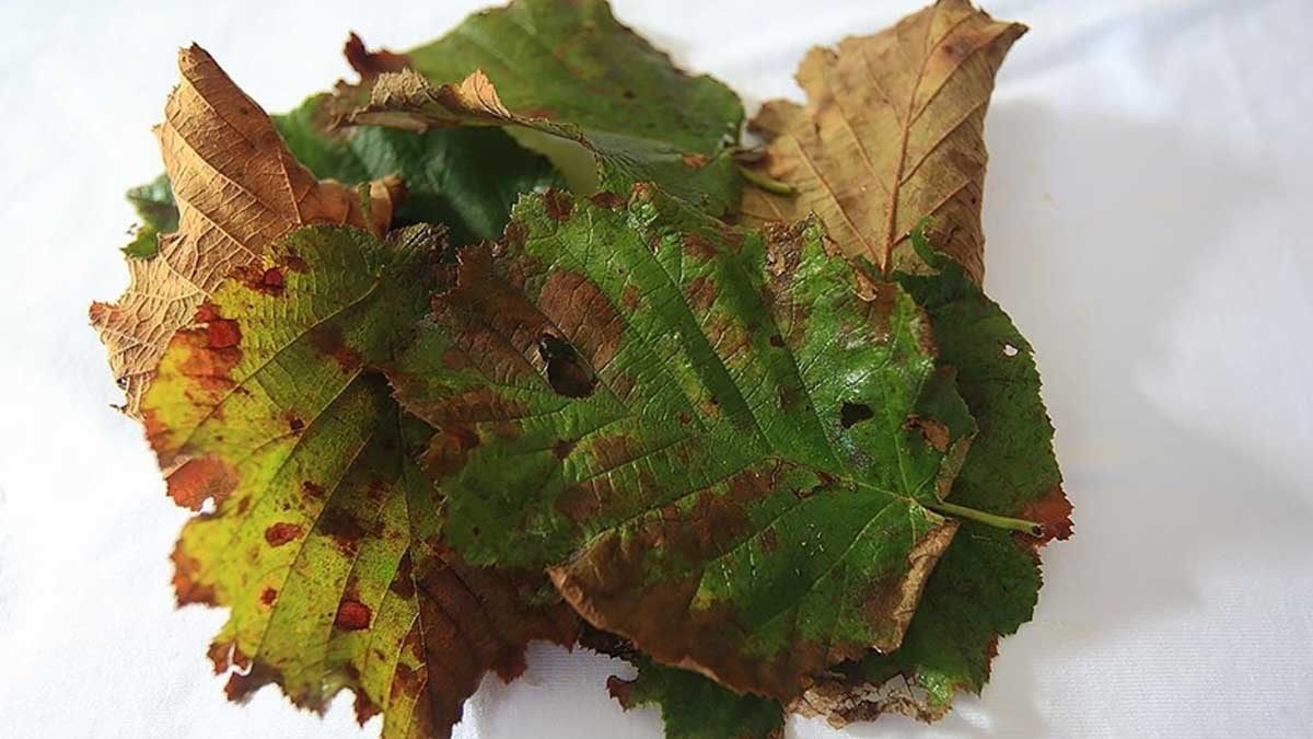 Türkiye'yi sevindiren haber İtalya'dan geldi: Kansere şifa yemiş üretiminde dünyada ilk sıradayız