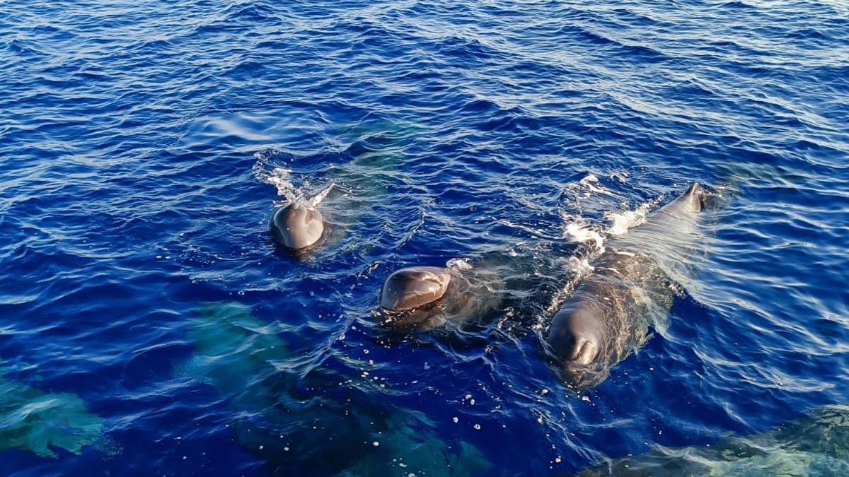 İstanbul Boğazı'nın simgesi afalinalar açlıktan zayıfladı