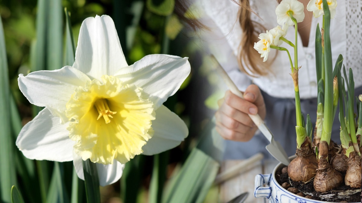 Çocukları ve evcil hayvanları zehirliyor! Bu bitkilerden sizde de varsa acilen kurtulun