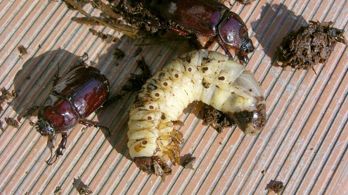 90 bin dolarlık böcek: Türkiye'nin her yerinde görülüyor!