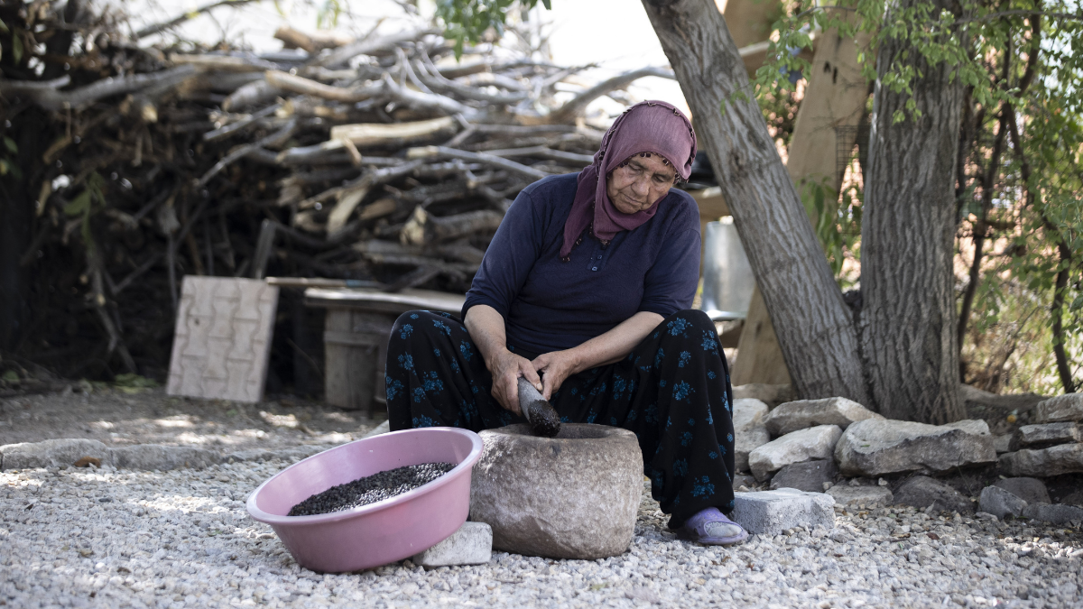 Yazın kırmızı sonbaharda yeşil oluyor: Şarkılara konu olan meyvede hasat başladı