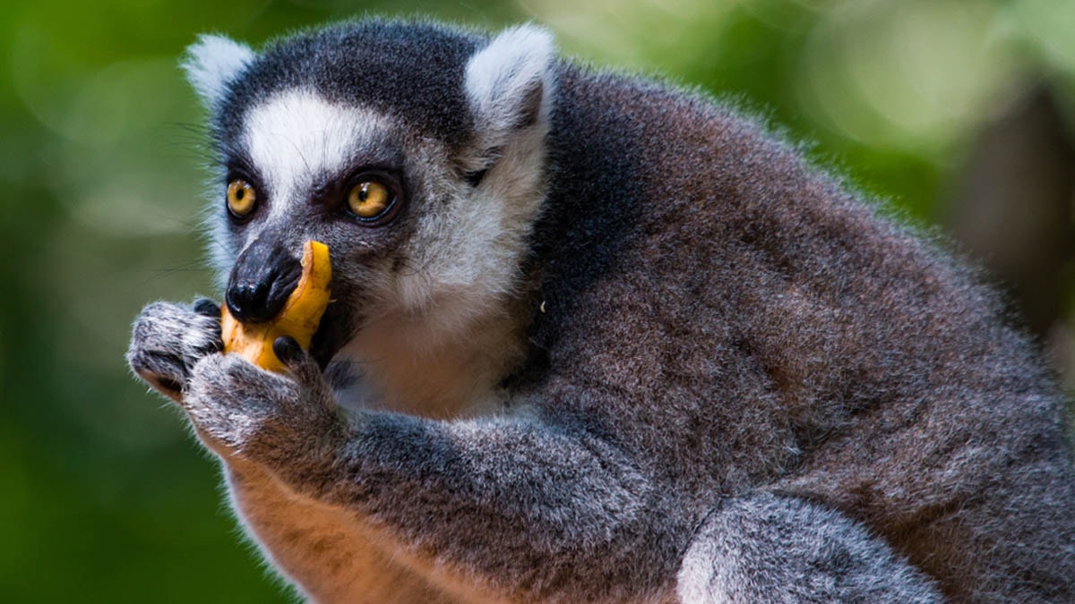 Hayvanlar yedikleri an sarhoş oluyor: İşte alkol oranı 3 biraya eşit olan meyve!