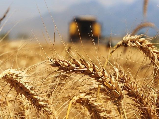 Yağmur yağdı hasat bereketli oldu: 80 bin ton ürün elde edildi