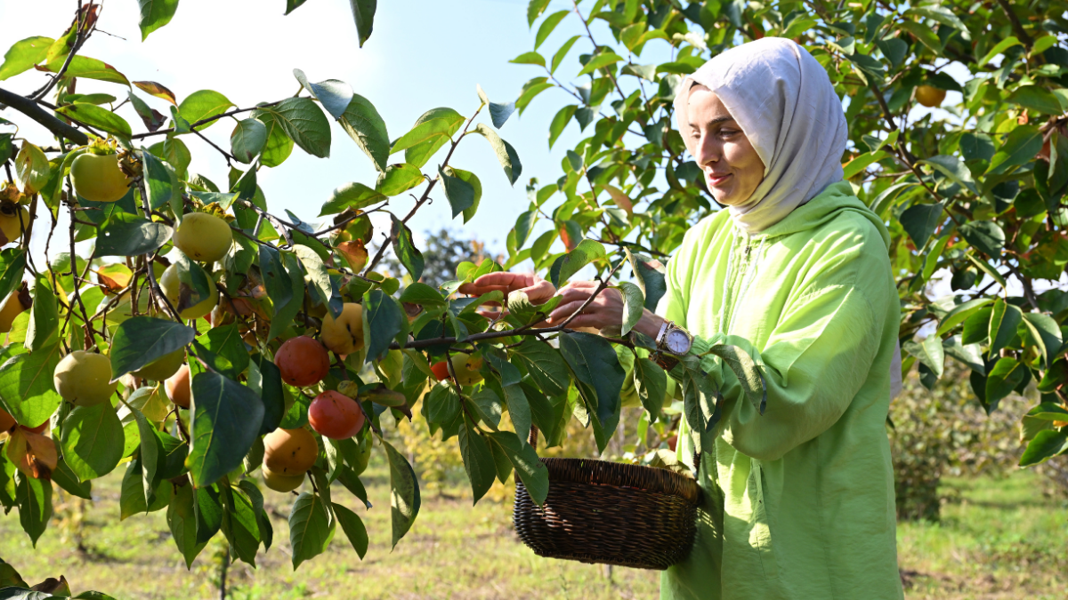 Tarihin en kötü hasadı başladı: Çiftçiler ürettiklerinin yarısını çöpe attı