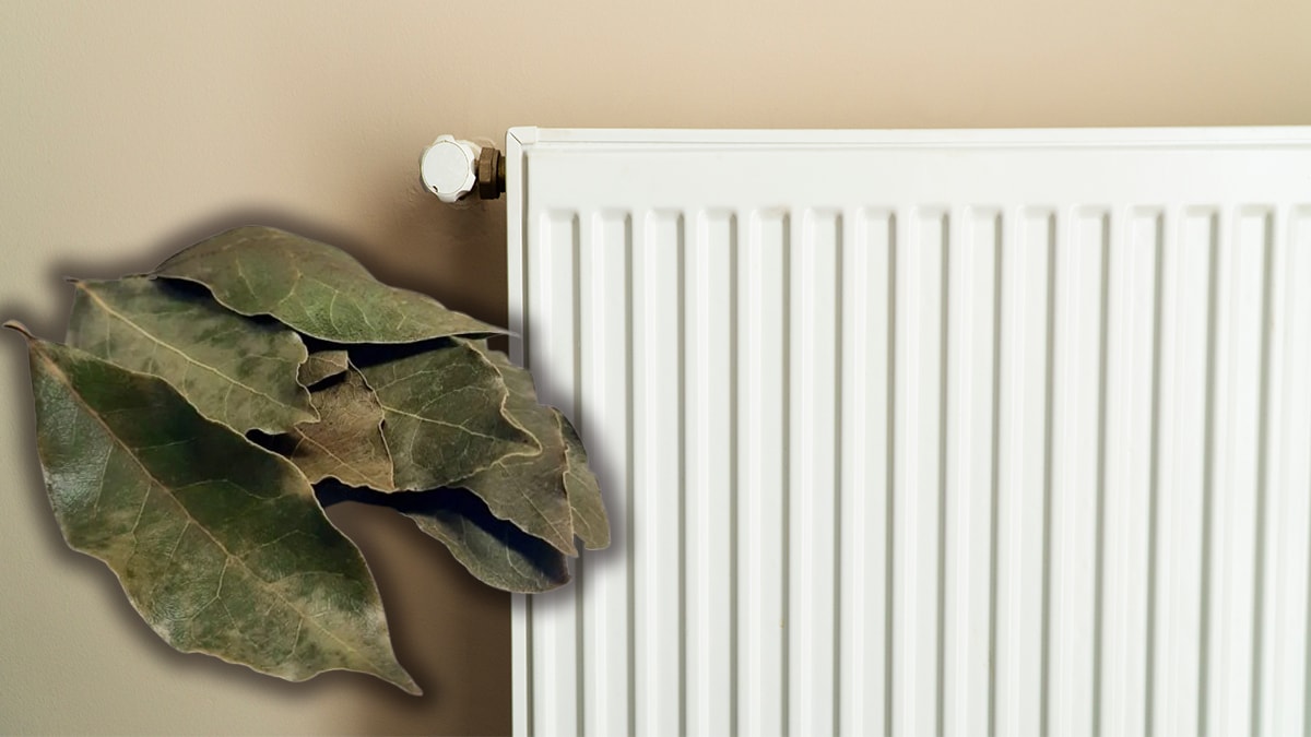 Kalorifer peteklerinin üzerine defne yaprağı koymak meğer bu işe yarıyormuş