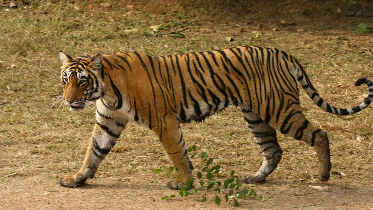 Hızla yayılan virüs onlarca kaplanı öldürdü