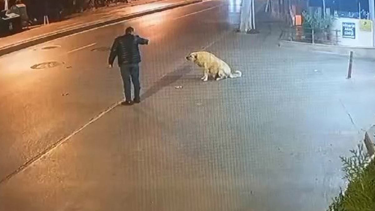 Tabancayla köpeği korkutan şüpheli tutuklandı