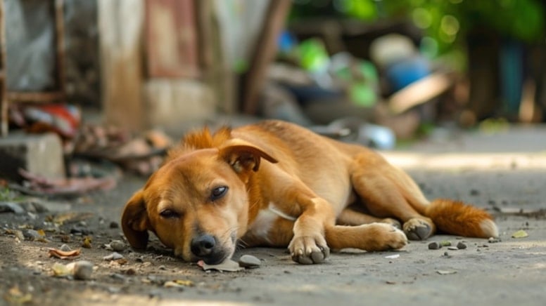 İmamoğlu: Tek bir sokak hayvanının bile uyutulmasına izin vermeyeceğiz