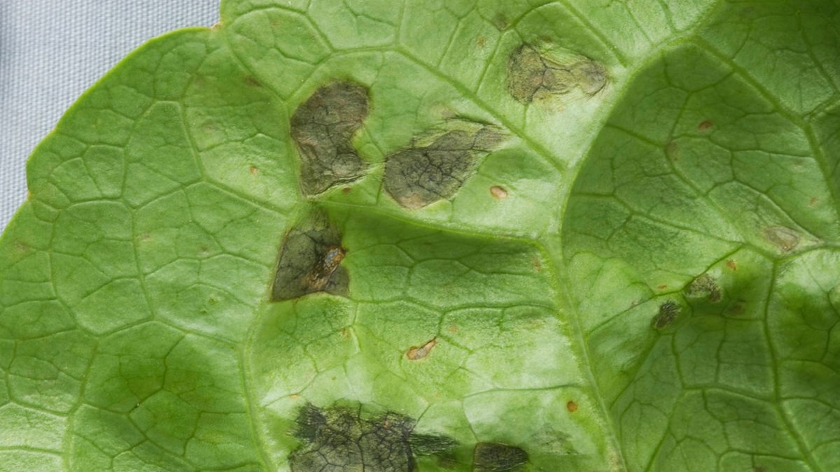 Marulda bu lekeleri görürseniz sakın tüketmeyin! İşte nedeni