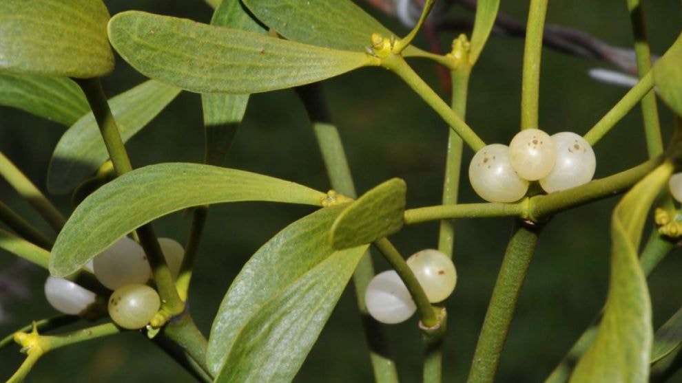 Bu bitkinin tek bir kaşığı bile tansiyonu sabitliyor: Tuz kullanılsa dahi yükselmiyor