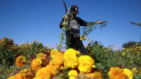 'Ölülerin çiçeği' dönemi geldi: Ekimde topluyorlar...