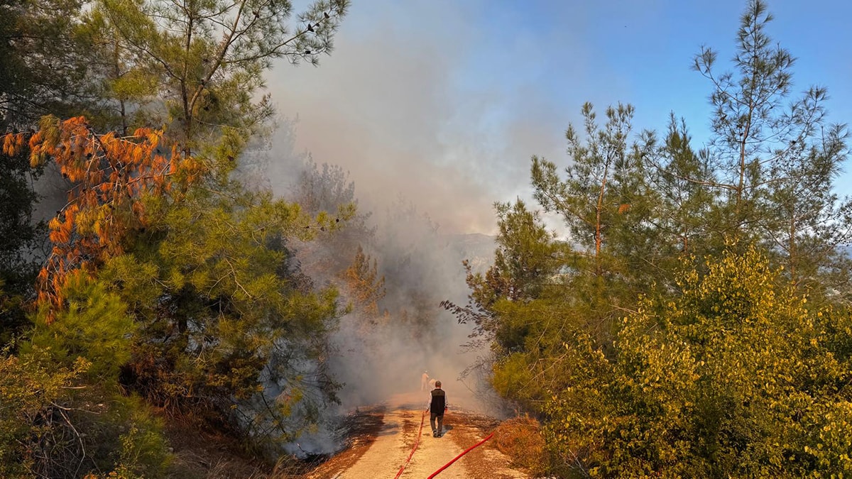 Osmaniye'de orman yangını