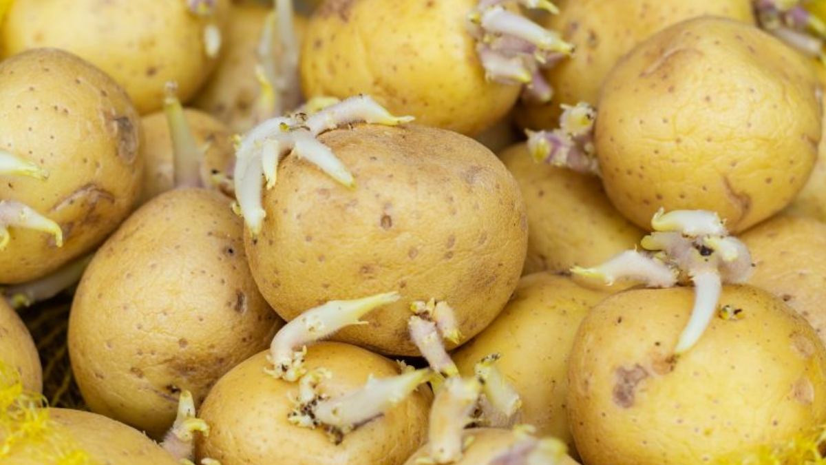 Üzerinden aylar geçse bile filizlenmeyecek: İşte patatesleri saklamak için en doğru yöntem